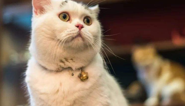 英短蓝猫多少钱一只（猫界）
