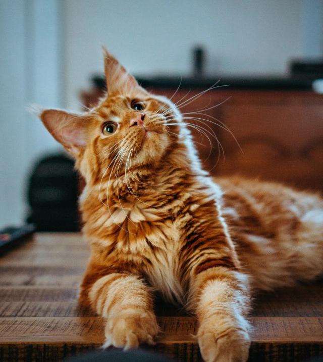 缅因猫多少钱一只（如果有一只猫咪又大又温柔）