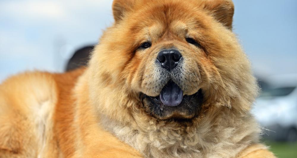 松狮犬多少钱一只（雍容的贵族）