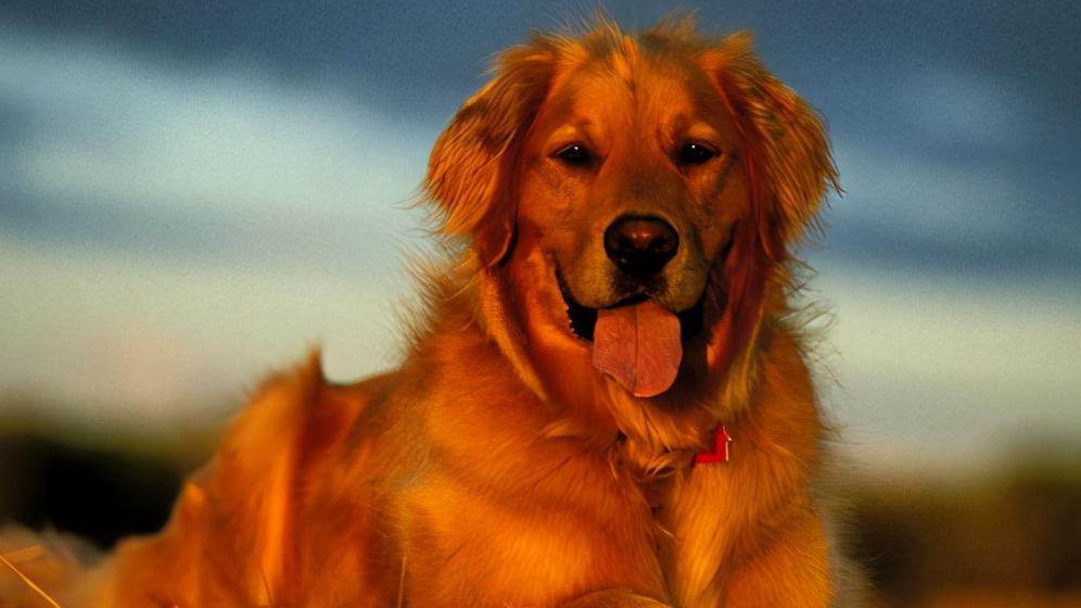 博美犬多少錢一只（好養(yǎng)）