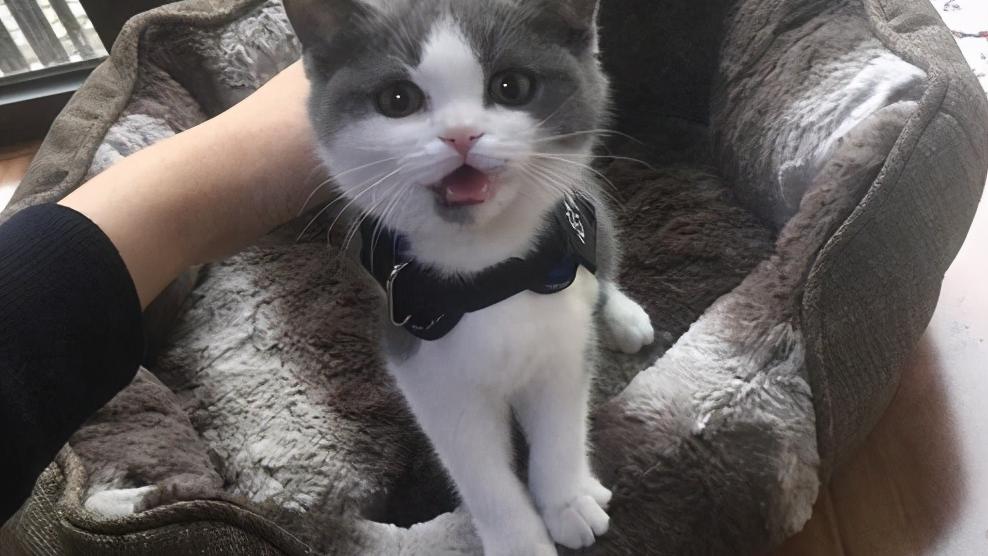 英短蓝猫多少钱一只（英短猫多少钱一只）