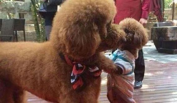 巨型贵宾犬多少钱一只（为什么同样是贵宾犬）