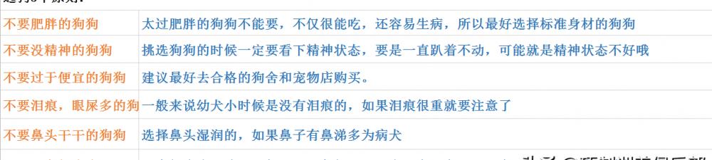 马尔济斯犬多少钱一只（新手养狗丨什么狗狗品种最好养）