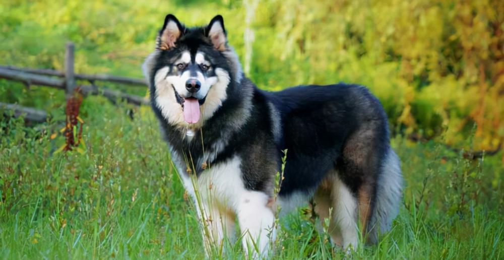 阿拉斯加犬多少钱一只（假如你想养）