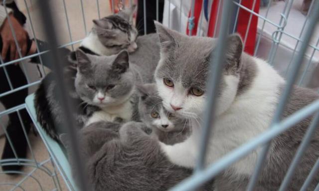 宠物店买一只猫多少钱（购买猫咪的时候）