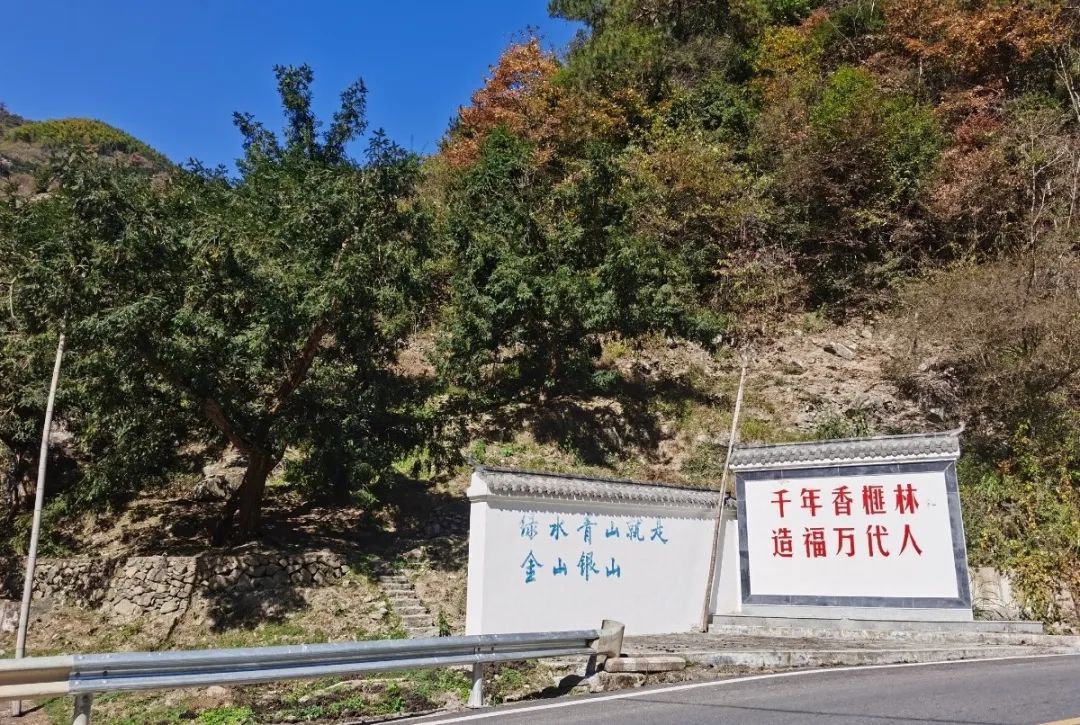 香榧价格是多少钱一斤（价格大幅跳水）