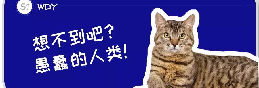 波斯猫价格多少钱一只（一只狸花猫在国外能卖上万元）