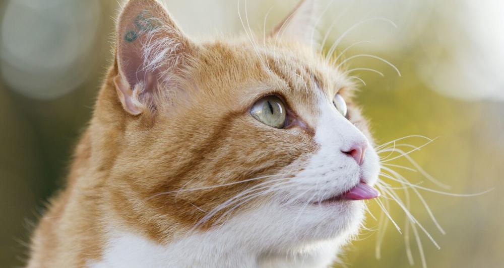 猫咪打疫苗多少钱（养宠100问）