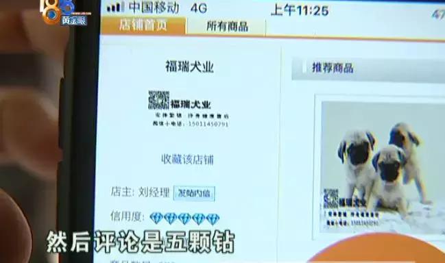 西高地犬多少錢一只（買了公狗收到母狗）