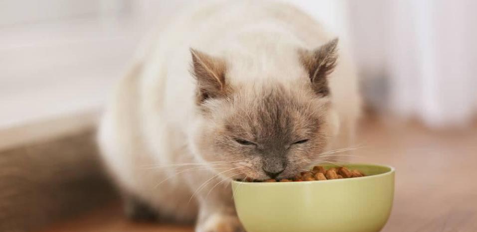 养猫一个月多少钱（贫民女孩养猫）