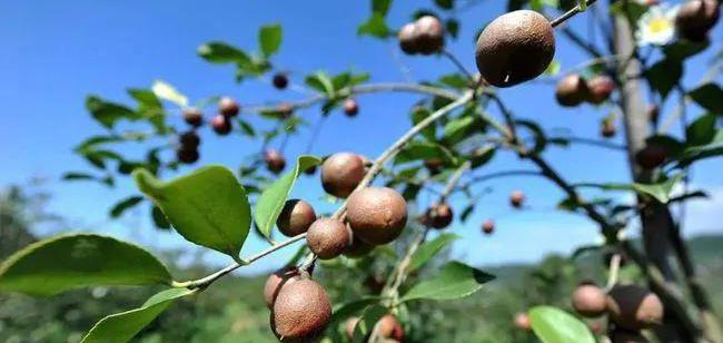 茶籽油一般多少钱一斤（油茶树果实80元一斤利润高）