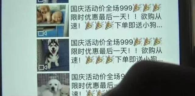 博美狗狗多少钱一只（女子花3380元网购博美）