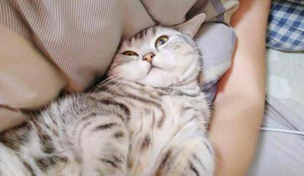 暹罗猫多少钱一只（想要养猫）