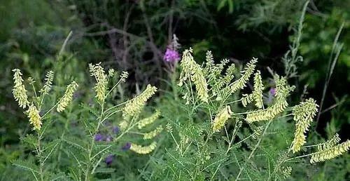 黄芪多少钱一斤（长得寻常）