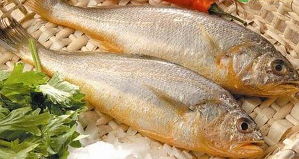 黃花魚多少錢一斤（2020黃花魚價格多少錢一斤）