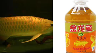 金龙鱼一条多少钱（一条金龙鱼好几万）