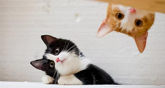 养猫一个月多少钱（月薪3000低成本也能养猫）