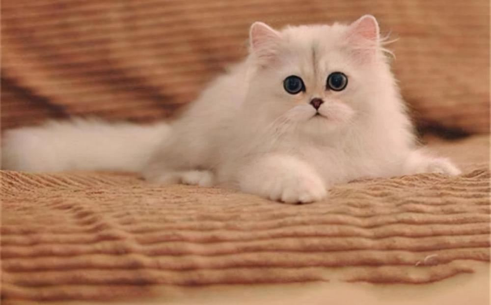 金吉拉猫多少钱一只（金吉拉猫虽然很优秀）