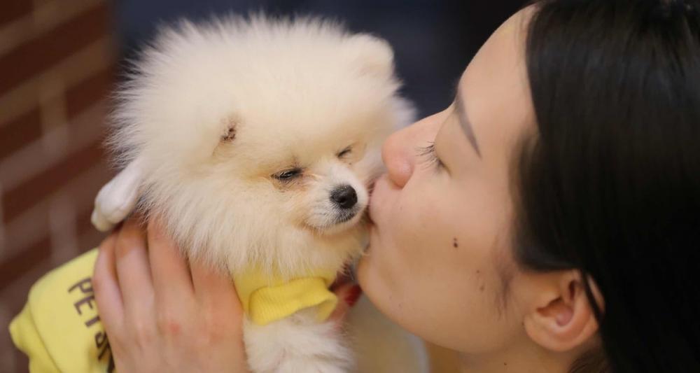 博美犬多少钱一只（今生做过最后悔的一件事）