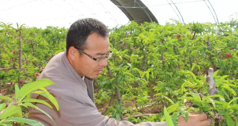 桃树苗批发多少钱一棵（一斤桃子卖50元还供不应求）