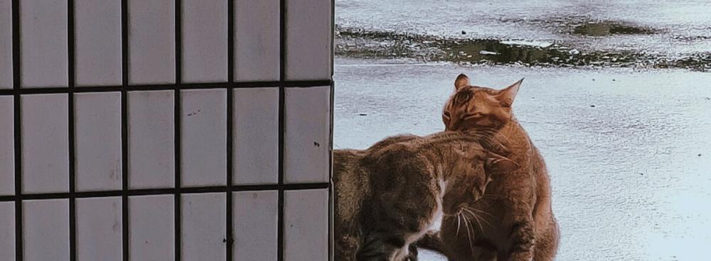 狸花猫多少钱一只（狸花猫）