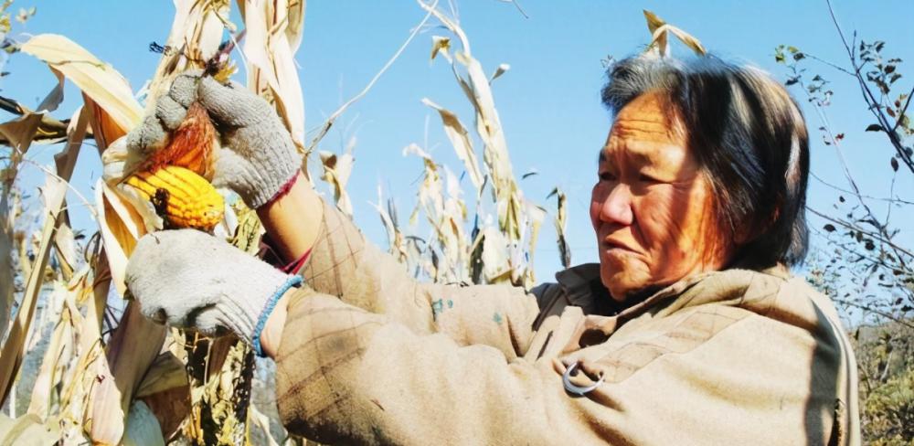 玉米芯多少钱一吨（农村有人高价收购玉米芯）