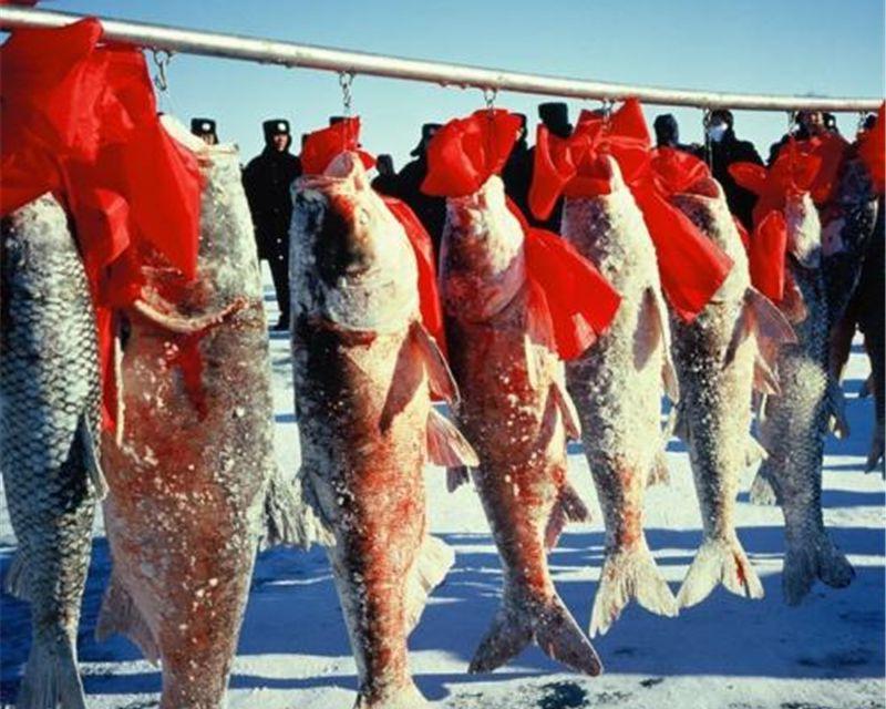 查干湖的魚多少錢一斤（查干湖頭魚拍出2999999元）
