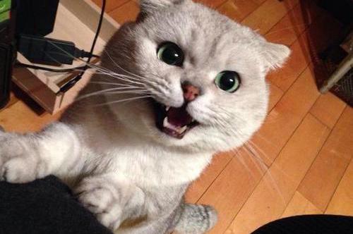 猫咪打针多少钱（猫咪心眼小得很）