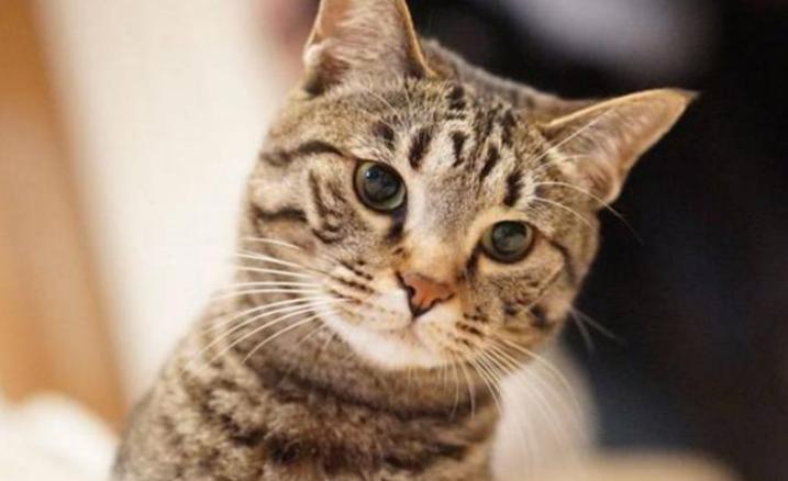 狸花猫多少钱一只（这辈子）