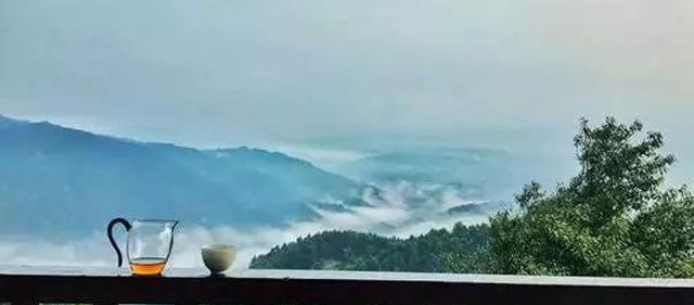冰岛古树茶多少钱一斤（资深茶人分享）