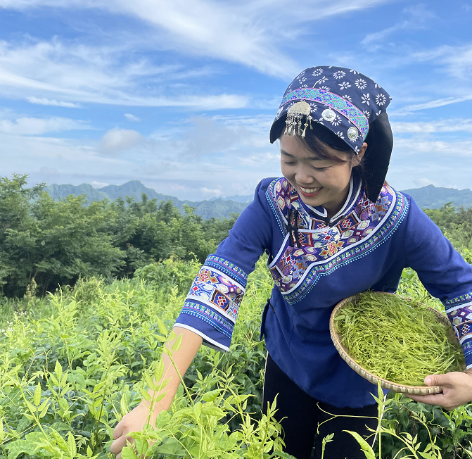 茅岩莓茶多少钱一斤（注意）