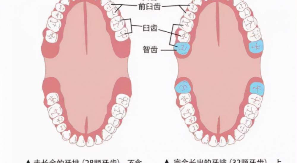 广州门牙多少钱柏德好（牙齿那些事儿）