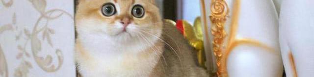 宠物店买一只猫多少钱（7种常见）