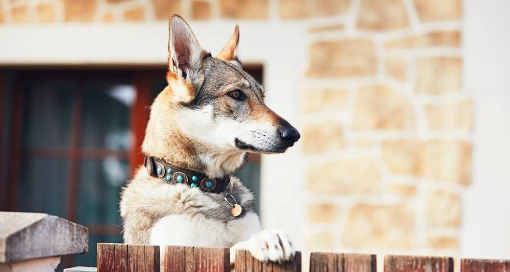 捷克狼犬多少錢一條（最像狼的捷克狼犬有這些優(yōu)點(diǎn)）