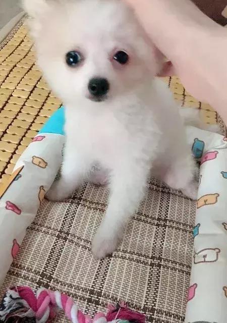 狗狗安乐死大约多少钱（四千元买狗）
