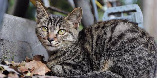 狮子猫多少钱一只（路上捡到这6种猫）
