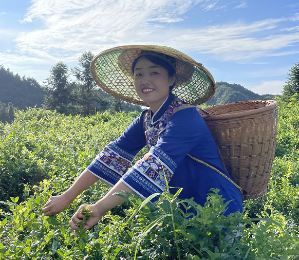 茅岩莓茶多少钱一斤（注意）