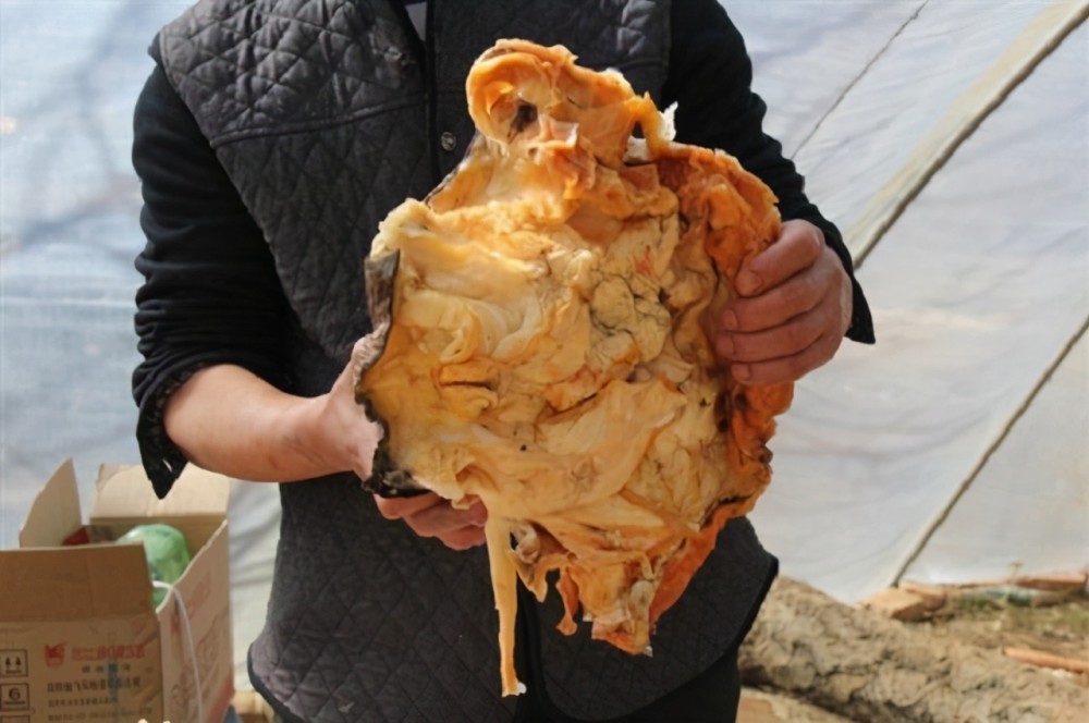 太岁多少钱一斤（非动物）