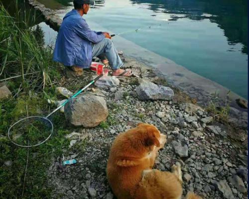 中华田园犬多少钱一只（中华田园犬）