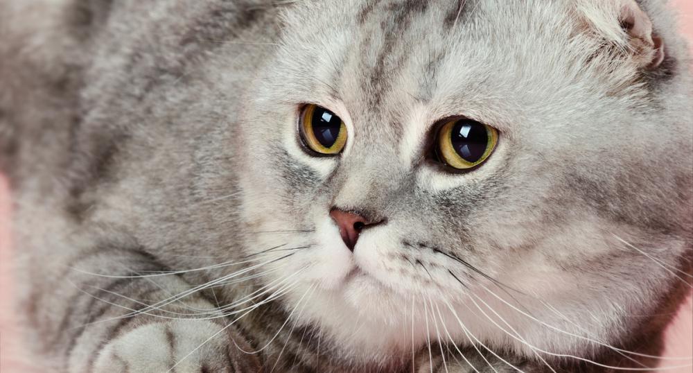 波斯猫价格多少钱一只（除了布偶猫之外）