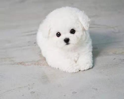 比熊犬多少钱一只（比熊如此可爱）