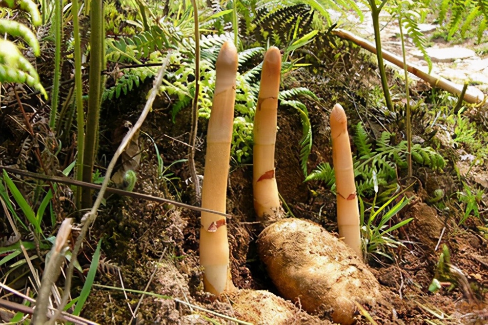 野生天麻多少钱一斤（野生植物像人参）
