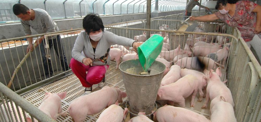 猪肉价格今日价走势（猪价）