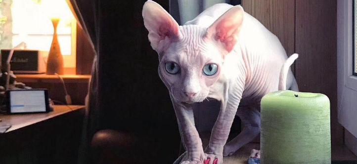 西伯利亚猫多少钱一只（最）