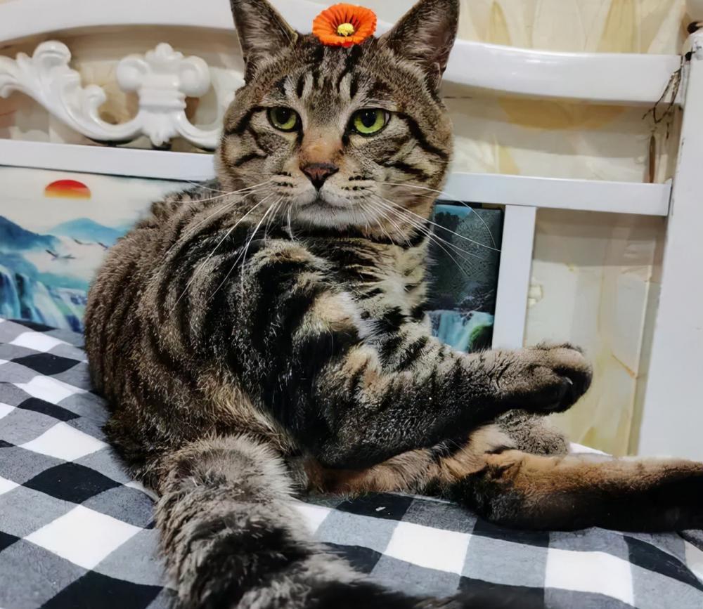 狸花猫多少钱一只（狸花猫认主的特征）