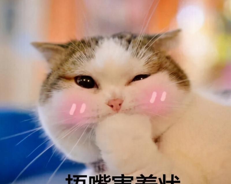 給貓打疫苗要多少錢（養一只貓）