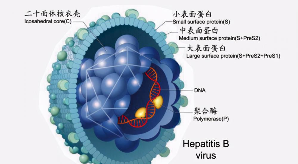 乙肝两对半检查多少钱（乙肝能不能转阴）