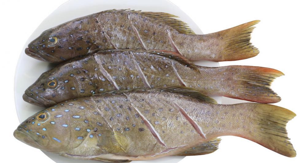 草鱼多少钱一斤（石斑涨7元左右）