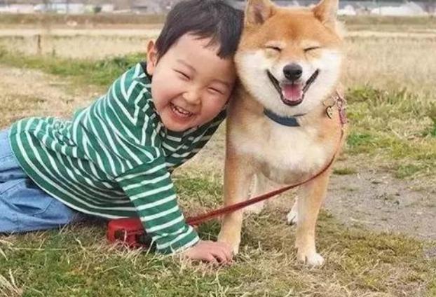 柴犬价格多少钱一只（曾经）