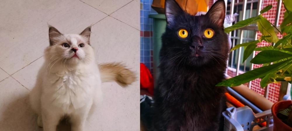 狮子猫多少钱一只（女子花了4200块钱买了带证书的布偶猫）
